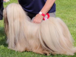 C.I.B. BISS ARMANI IVEPET Latgate, Lhasa Apso
