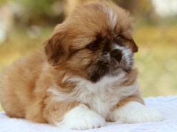 čakáme šteniatka..., Lhasa Apso