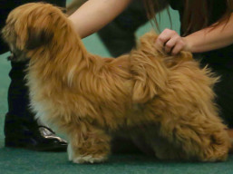 SANNOIS Ivepet, Lhasa Apso