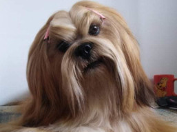 C.I.B.-J. PERPIGNAN Ivepet, Lhasa Apso