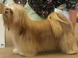 JCH. PARIS Ivepet, Lhasa Apso