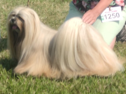C.I.B.BISS ARMANI IVEPET Latgate, Lhasa Apso