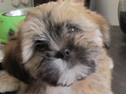 Máme šteniatka.., Lhasa Apso