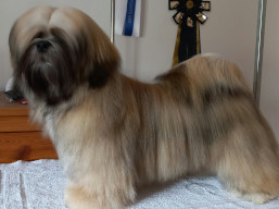 Kokomo SPARKLE, Lhasa Apso