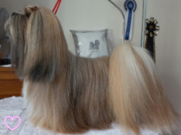 C.I.B. NORTE Ivepet, Lhasa Apso