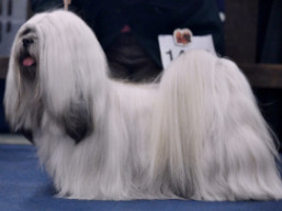 GCH. QUEEN ELIZABETH Ivepet, Lhasa Apso