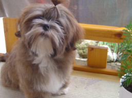  šteniatka sú tu !, Lhasa Apso