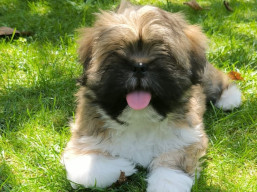 Máme šteniatka !!, Lhasa Apso