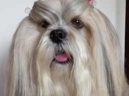 CH. QAROLCO Ivepet, Lhasa Apso