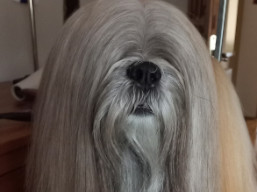 C.I.B. NORTE Ivepet, Lhasa Apso