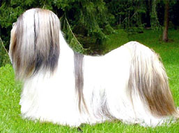 MultiCh. SEMPLICEMENTE Dell' Alberico, Lhasa Apso