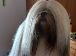 GrandCH. Kokomo SPARKLE, Lhasa Apso