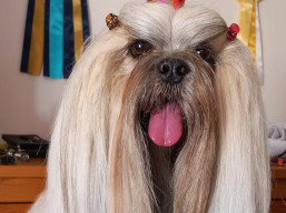 C.I.B. QUEEN ELIZABETH Ivepet, Lhasa Apso