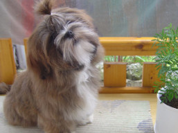 Máme šteniatka..., Lhasa Apso