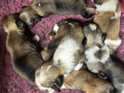 ...krásne šteniatka..., Lhasa Apso