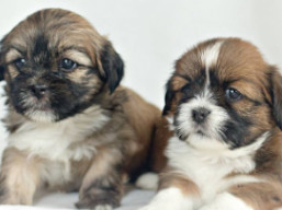 Vianočné šteniatka , Lhasa Apso