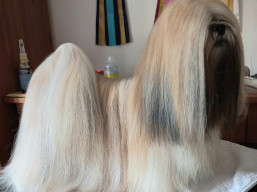 C.I.B. Kokomo SPARKLE, Lhasa Apso