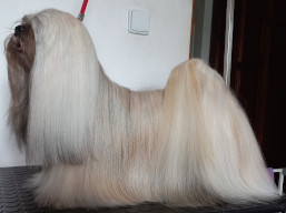 C.I.B. QUEEN ELIZABETH Ivepet, Lhasa Apso