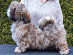 YOGESH YUGAVÍRA Ivepet, Lhasa Apso