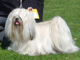 Multi JCh. Ti La Shu O'Ivepet , Lhasa Apso