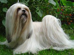 Multi JCh. Ti La Shu O'Ivepet, Lhasa Apso