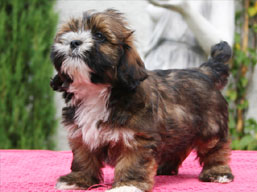Šteniatka, Lhasa Apso