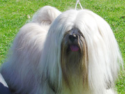 MultiCh. Ti La Shu O'Ivepet, Lhasa Apso