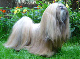 ICH. CLAVIUS Ivepet, Lhasa Apso