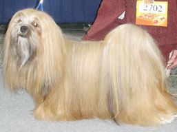 ICH. MultiCH. CLAVIUS Ivepet, Lhasa Apso