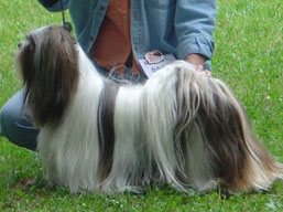 ICH. SEMPLICEMENTE Dell' Alberico, Lhasa Apso