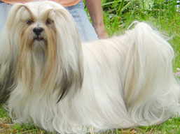 MultiCh. Ti La Shu O'Ivepet, Lhasa Apso