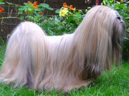 ICH. MultiCH. CLAVIUS Ivepet, Lhasa Apso