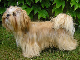 HIGH HOPES Ivepet, Lhasa Apso