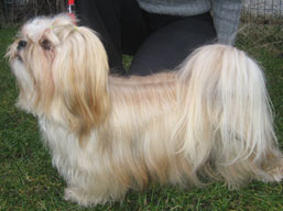 JCH. HIGH HOPES Ivepet, Lhasa Apso