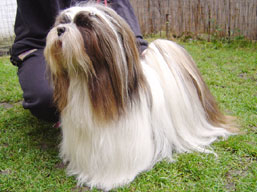 ICH. SEMPLICEMENTE Dell' Alberico, Lhasa Apso