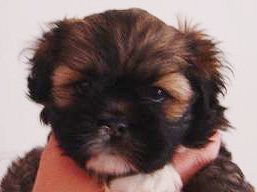 LUCKY GIRL Stará Bašta, Lhasa Apso