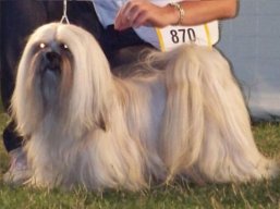 MultiCh. Ti La Shu O'Ivepet, Lhasa Apso