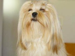 CH. HIGH HOPES Ivepet, Lhasa Apso
