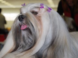 CH. JCH. JIM BEAM Ivepet, Lhasa Apso