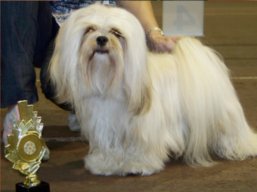 CH. JCH. HIGH HOPES Ivepet, Lhasa Apso
