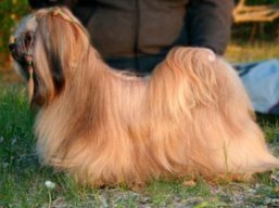 YANGADOO'S MONTOYA, Lhasa Apso