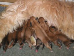 Šteniatka v CHS Yangadoo'S, Lhasa Apso