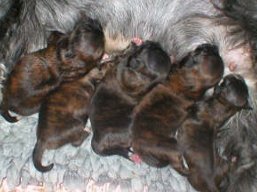 Šteniatka v CHS Yangadoo'S, Lhasa Apso