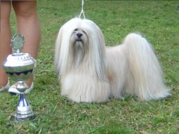 ICH. Ti La Shu O'Ivepet, Lhasa Apso
