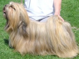 CH. YANGADOO'S MONTOYA, Lhasa Apso