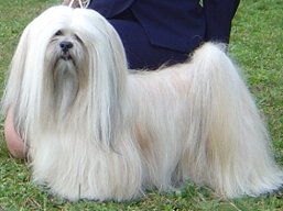 ICH. Ti La Shu O'Ivepet, Lhasa Apso