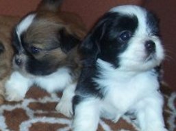 CH. YANGADOO'S MONTOYA, Lhasa Apso