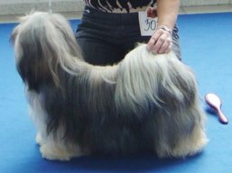 JCH. LUCKY GIRL Stará Bašta, Lhasa Apso