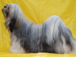 JCH. LUCKY GIRL Stará Bašta, Lhasa Apso