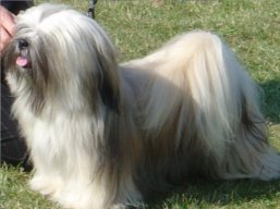 CH. BESSY Veterné, Lhasa Apso